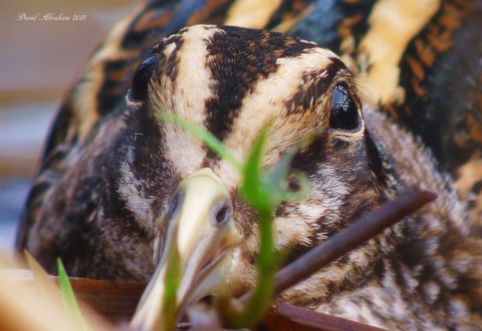 Jack Snipe