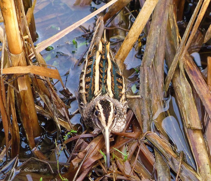 Jack Snipe