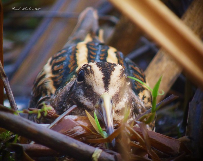 Jack Snipe