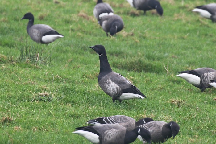 Dark-bellied Brent Goose