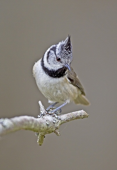 Crested Tit