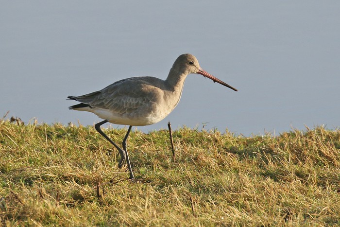 Black-tailed Godwit