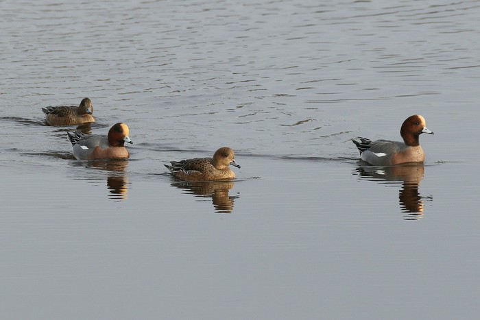 Wigeon