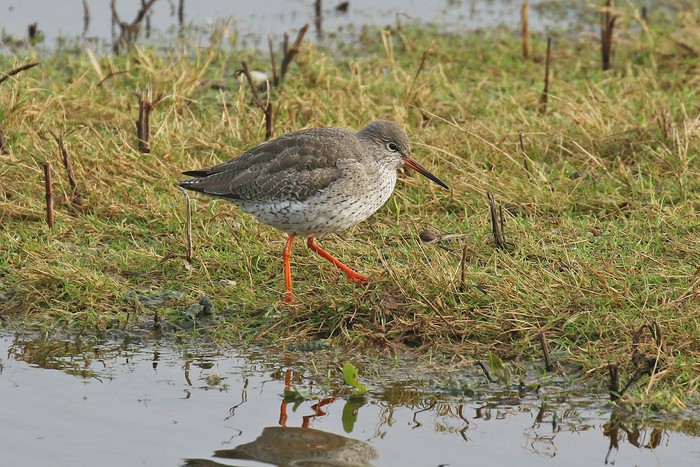 Redshank