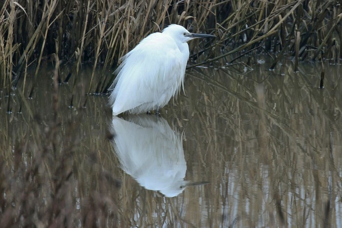 Little Egret