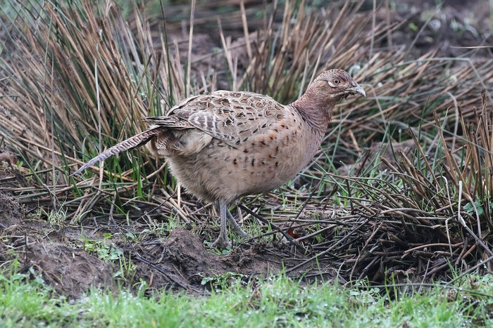 Pheasant