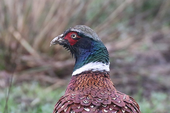 Pheasant