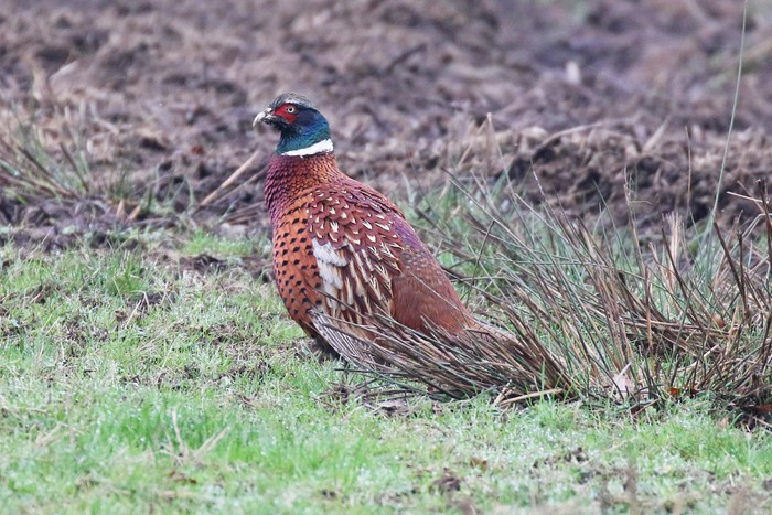Pheasant