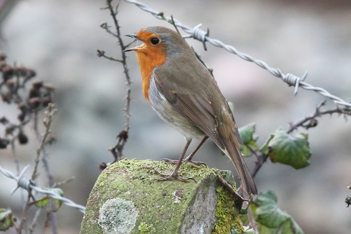Robin
