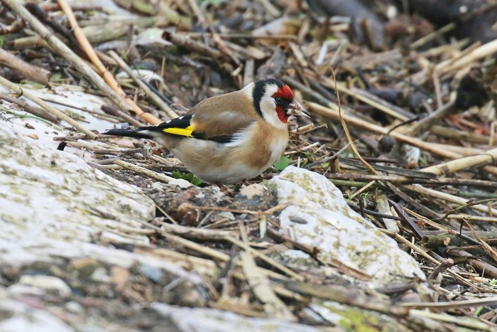 Goldfinch