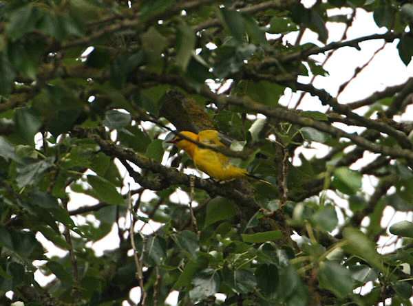 Golden Oriole