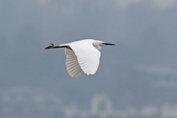 Little Egret