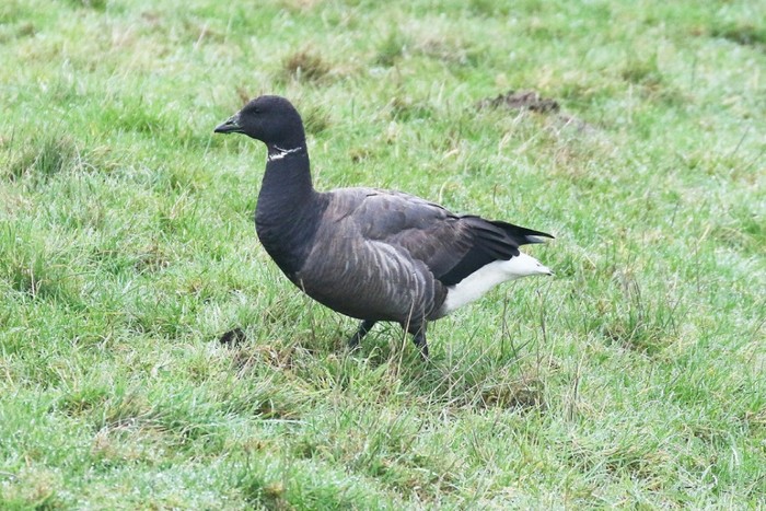 Dark-bellied Brent Goose