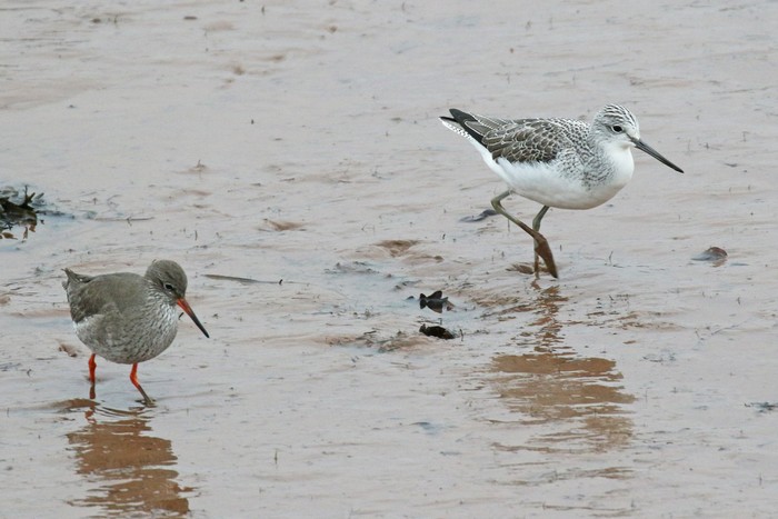 Greenshank