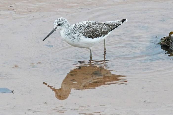Greenshank