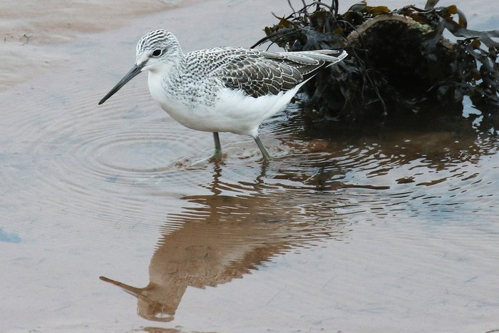 Greenshank