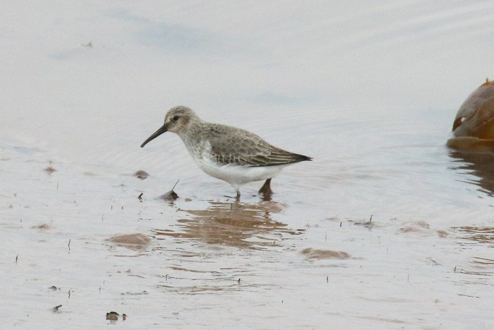 Dunlin