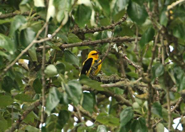 Golden Oriole