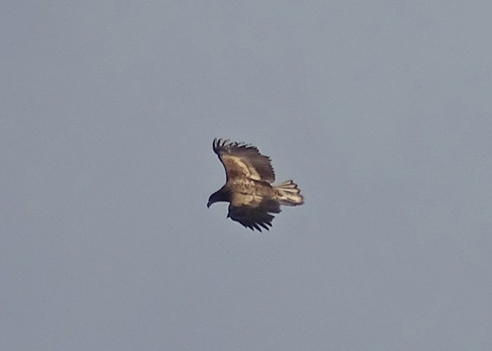 White-tailed Eagle
