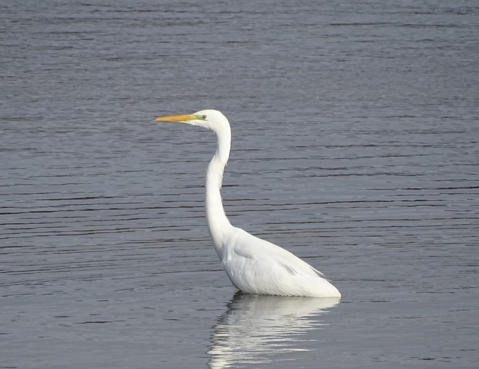 Great White Egret