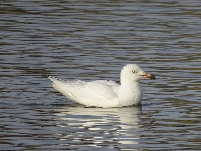 Herring Gull