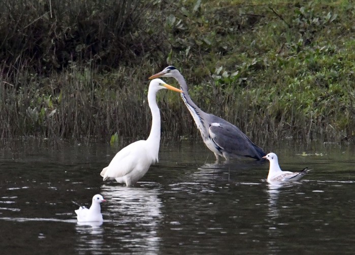 Great White Egret