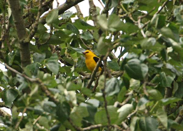 Golden Oriole