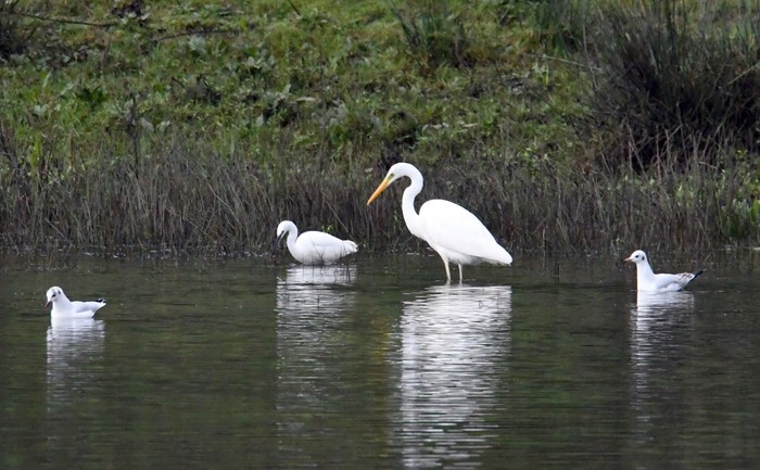 Great White Egret