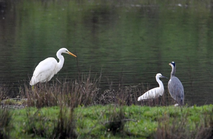 Great White Egret
