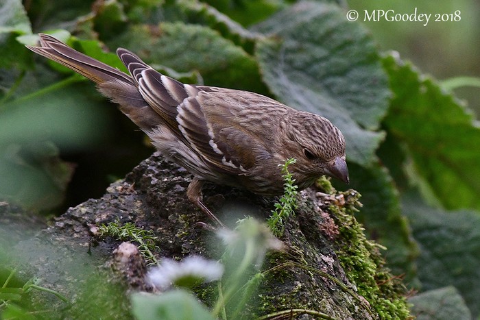 Common Rosefinch