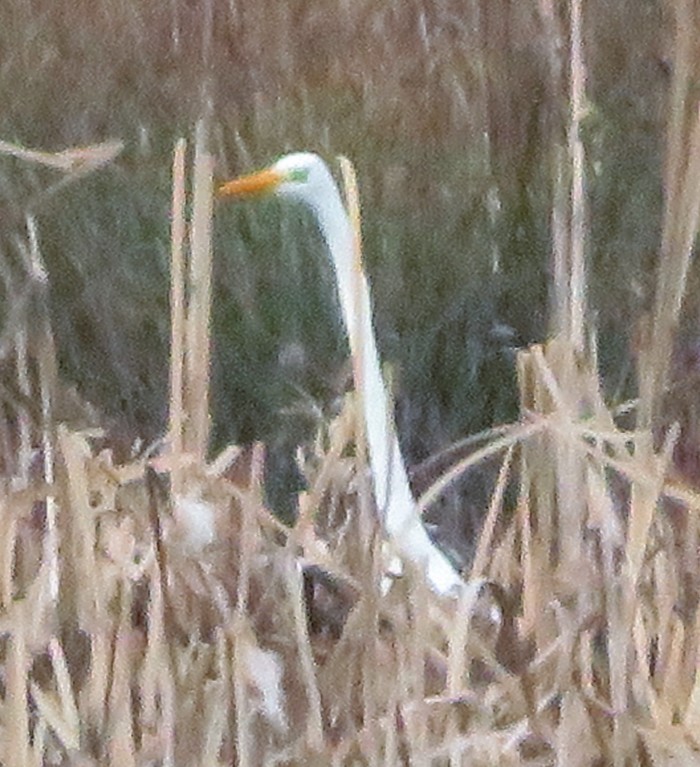 Great White Egret