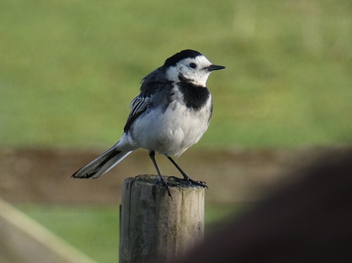 Pied Wagtail