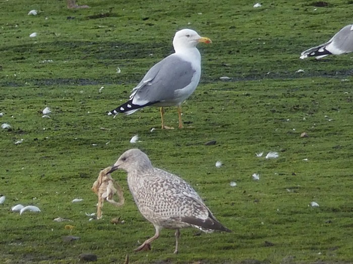 Yellow-legged Gull
