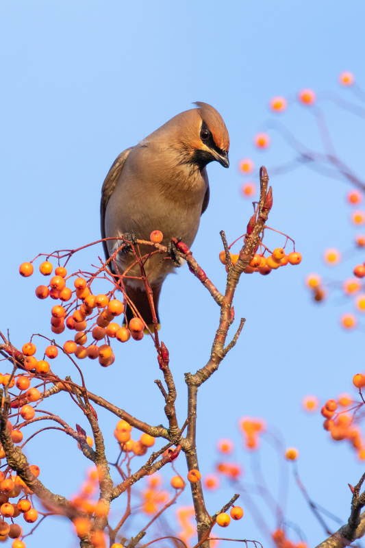 Waxwing