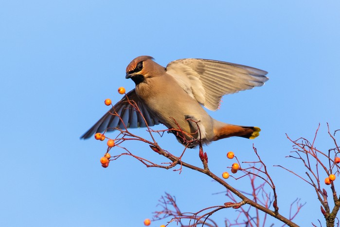 Waxwing