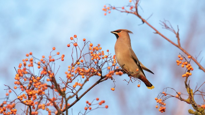 Waxwing