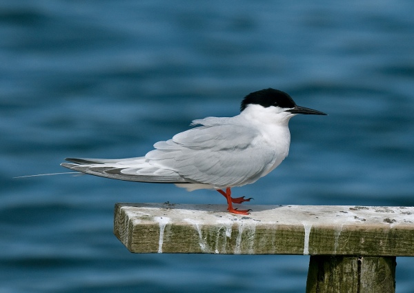 Roseate Tern