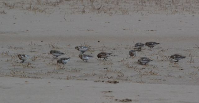 Snow Bunting