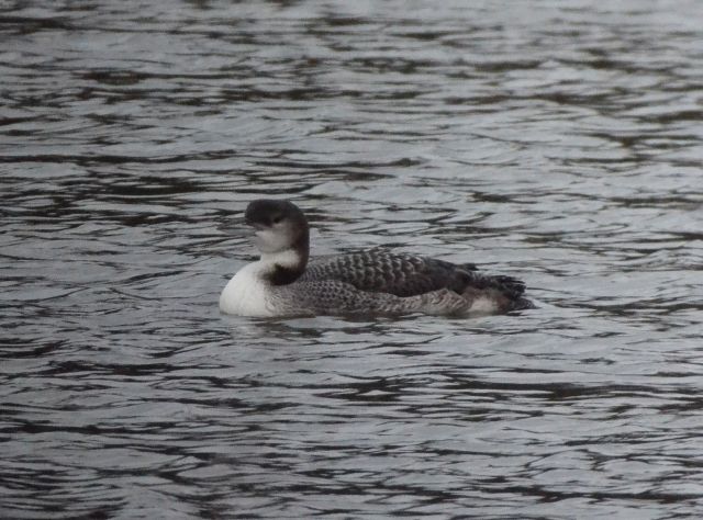 Great Northern Diver