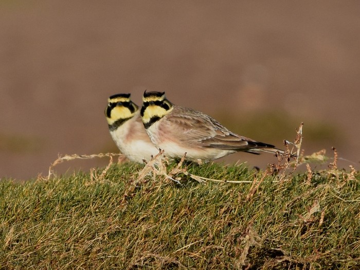 Shorelark