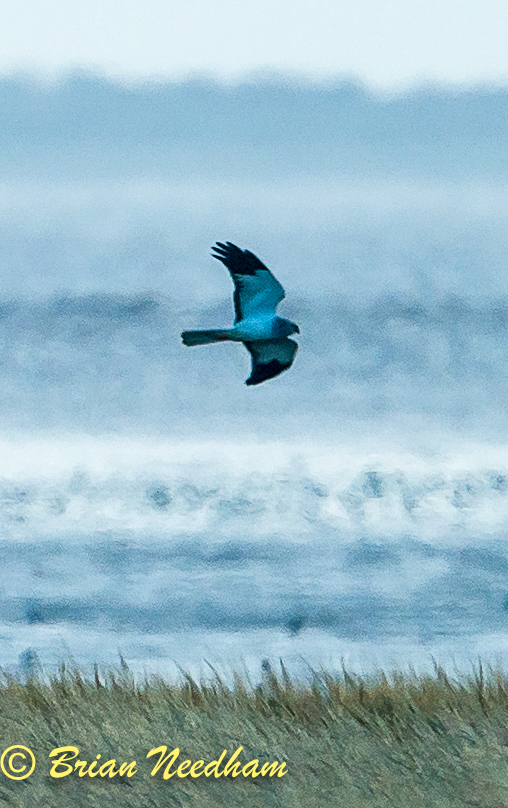 Hen Harrier
