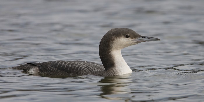 Black-throated Diver
