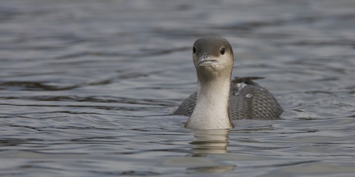 Black-throated Diver