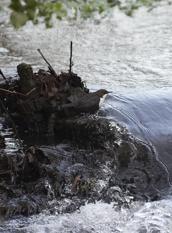 Black-bellied Dipper