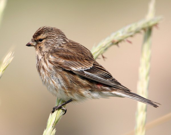 Twite