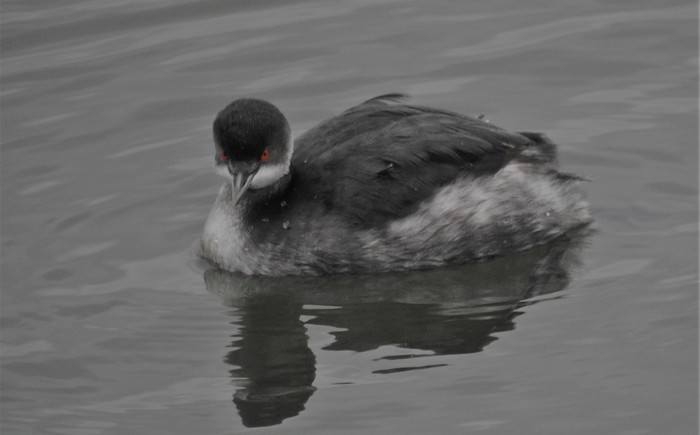 Black-necked Grebe