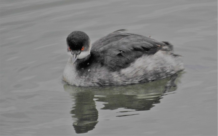 Black-necked Grebe