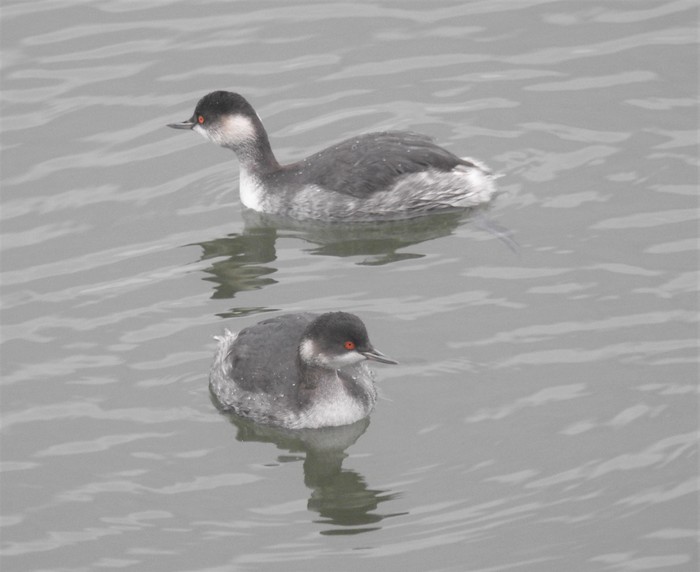 Black-necked Grebe