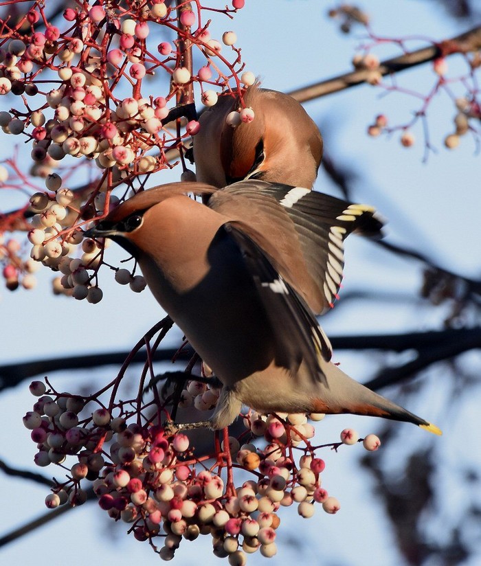 Waxwing
