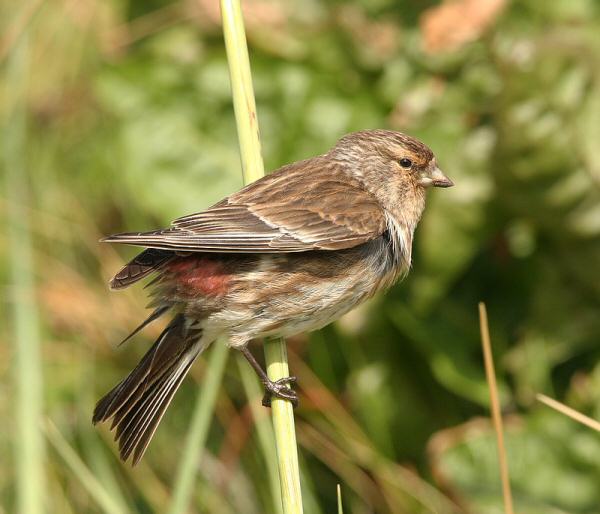 Twite